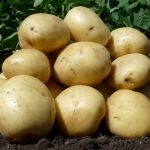 Овощи оптом с ежедневной отгрузкой из Алтайского края